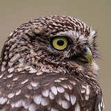Little owls